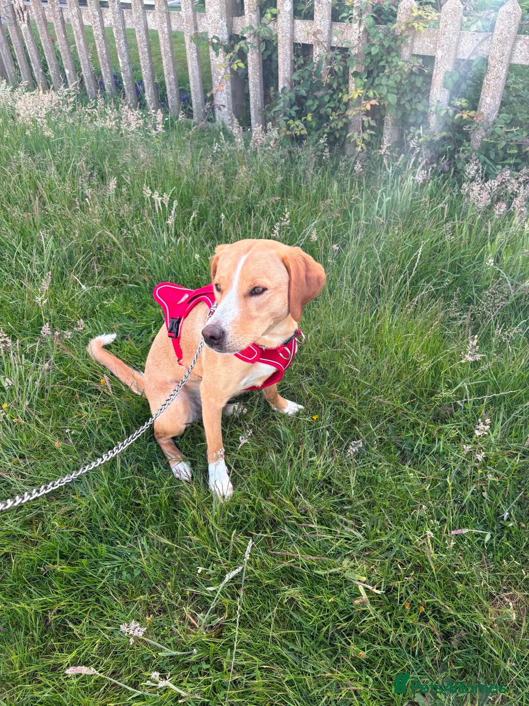 Mixed Breed dogs for sale: Beautiful Hazel needs a loving family home  - Advert 2