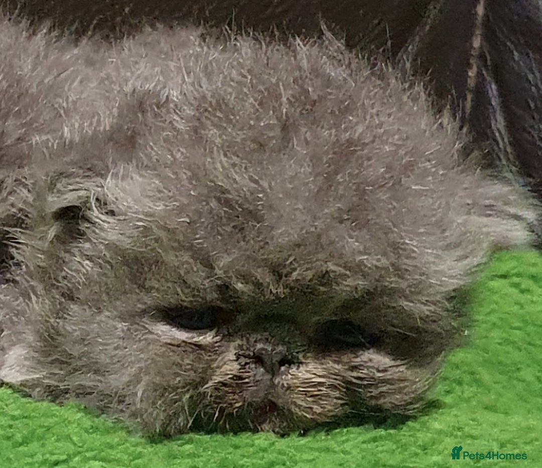 Persian cats for stud: GCCF REGISTERED PERSIAN STUD CHAMPION LINES PROVEN in London - Image 7
