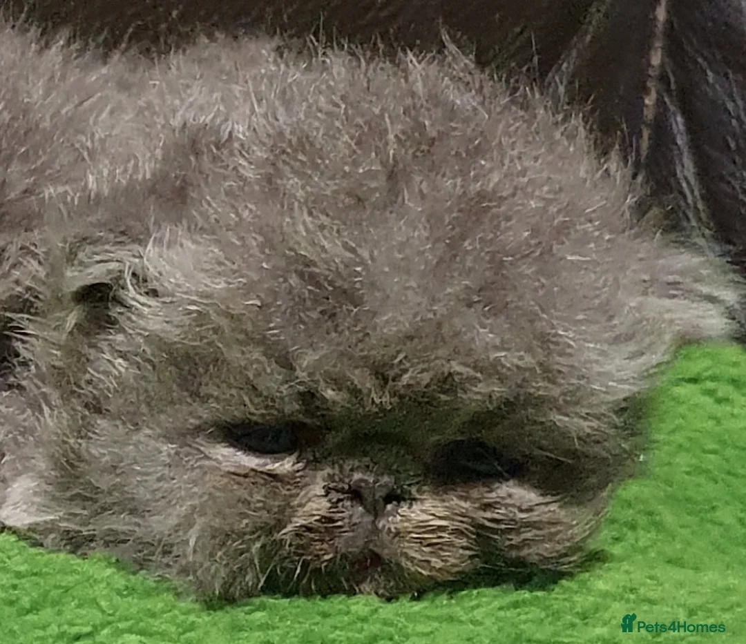 Persian cats for stud: GCCF REGISTERED PERSIAN STUD CHAMPION LINES PROVEN in London - Advert 10