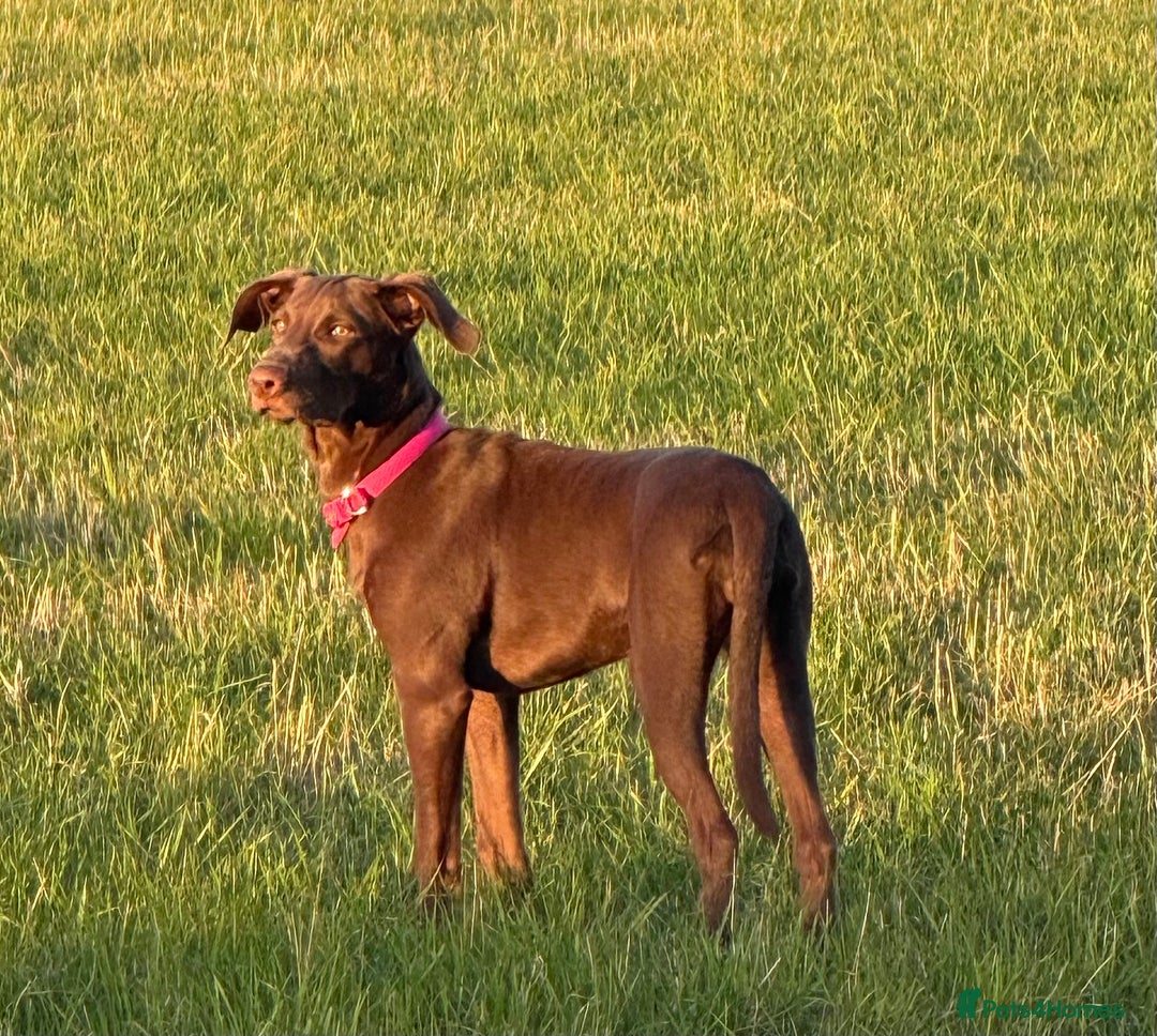 Mixed Breed dogs for sale: Weim x Kelpie  - Image 3
