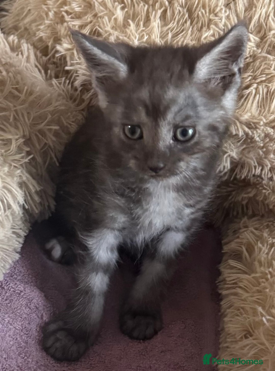 Maine Coon cats for sale: Maine Coon X  - Image 3