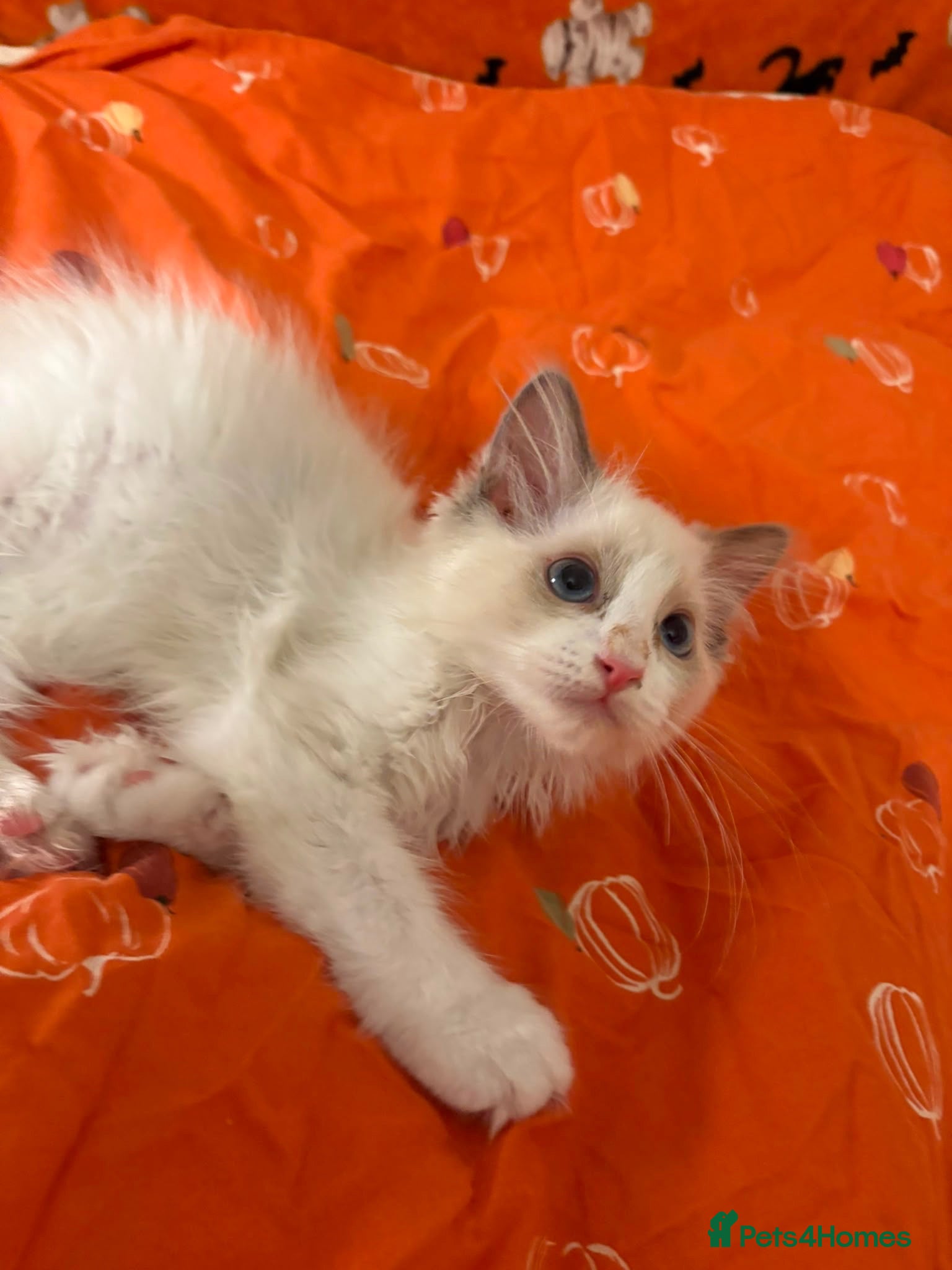 Ragdoll cats Reduced 3 Tica reg kitten ready to leave  - Advert 14