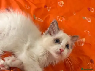 Ragdoll cats Reduced 3 Tica reg kitten ready to leave - Advert 14
