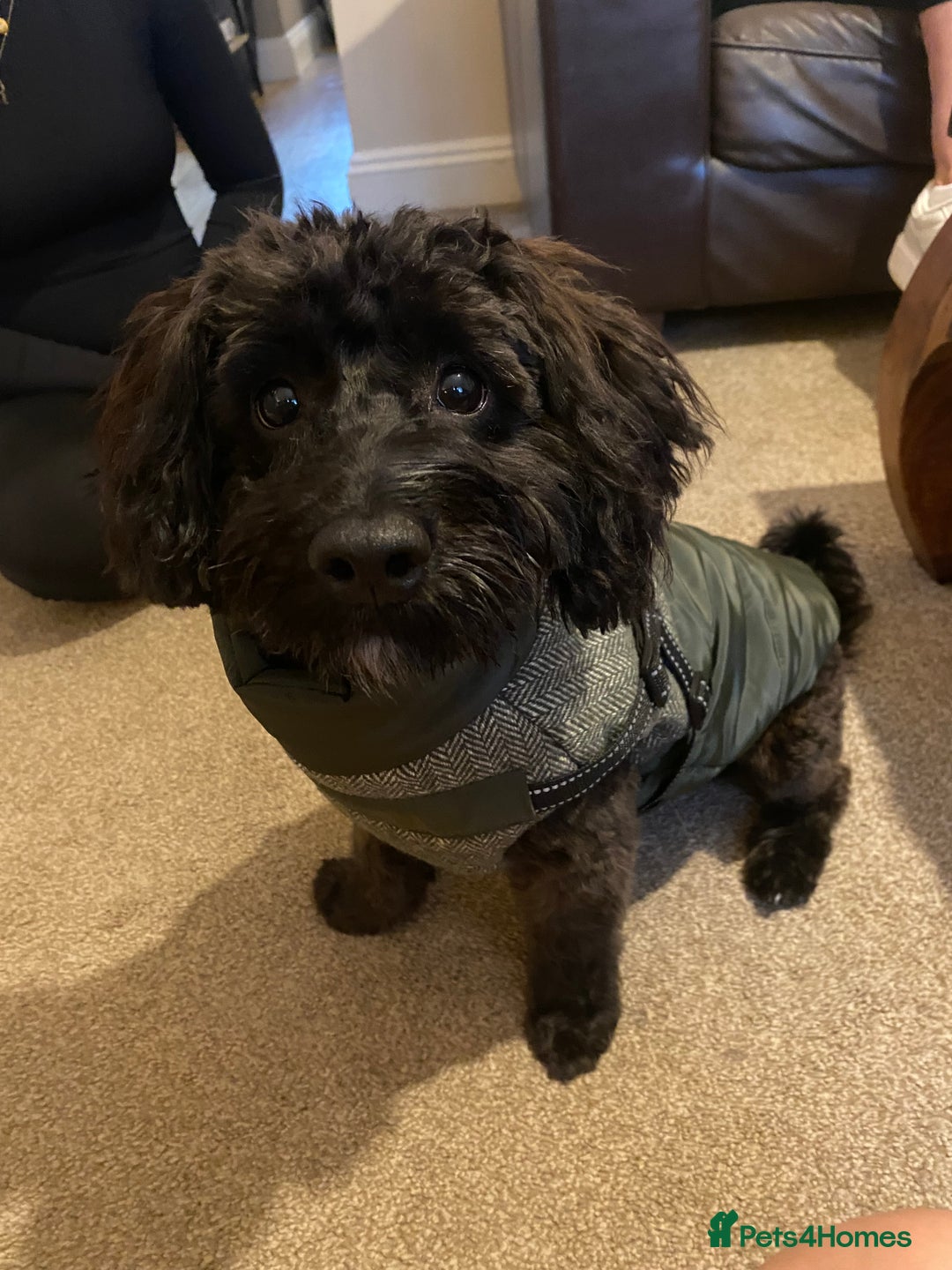 Yorkiepoo dogs for stud: Yokriepoo for Stud - Advert 8