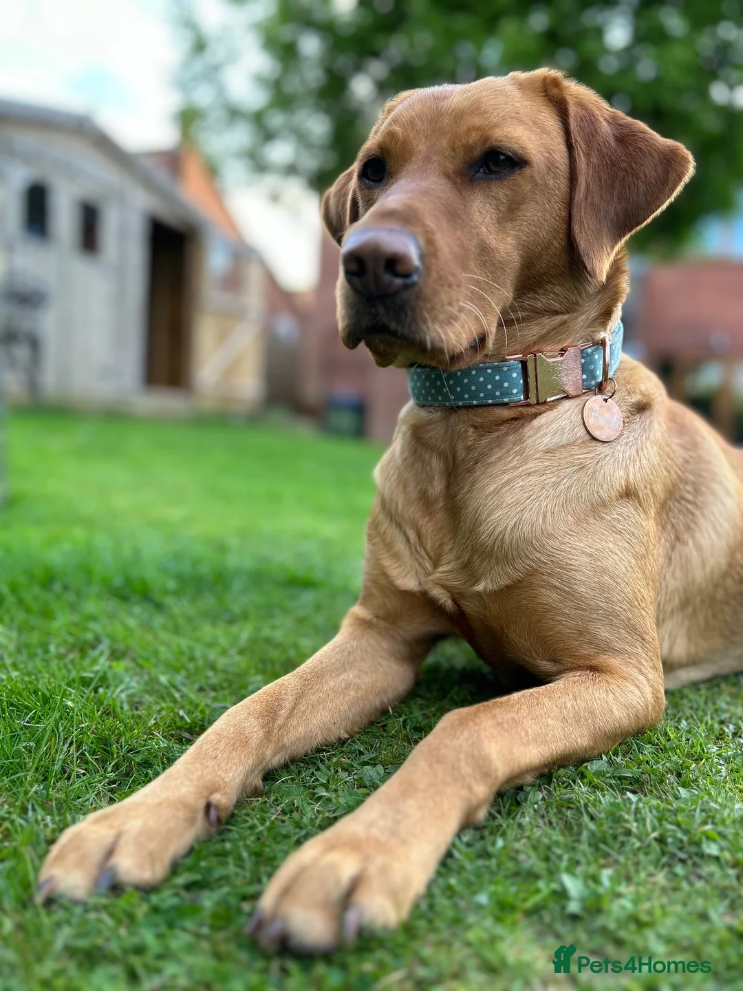 Labrador Retriever dogs for sale: KC Fox Red Labrador Retriever Puppies - Advert 11