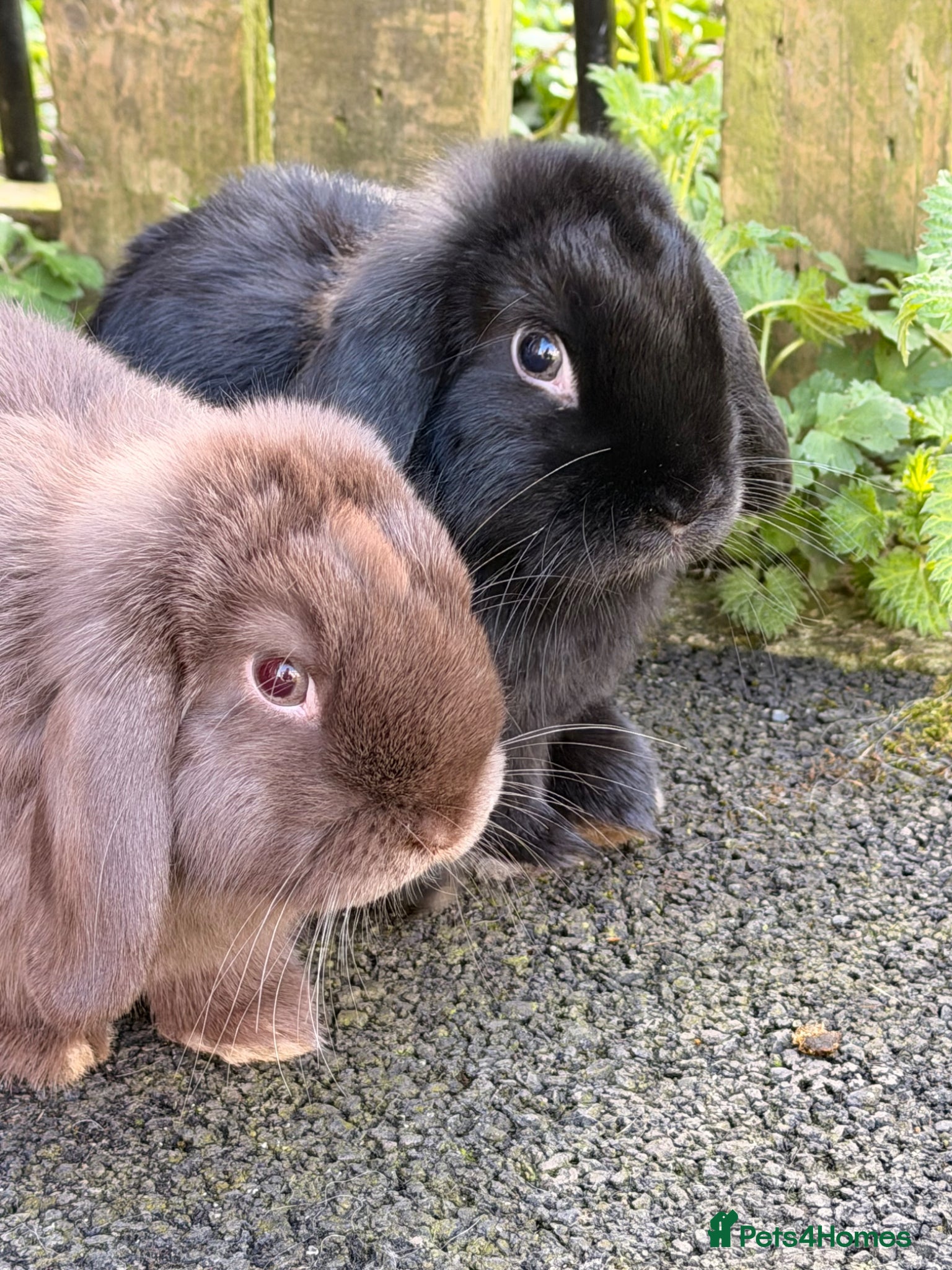 Mini Lop rabbits Beautiful Mini Lop rabbits for sale - Advert 18