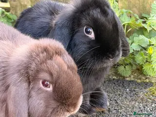 Mini Lop rabbits Beautiful Mini Lop rabbits for sale - Advert 18
