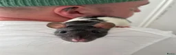 Rat rodents for sale: 2 Beautiful female rats looking to join a mischief in Sheerness - Advert 4