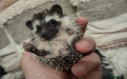 Pygmy Hedgehog rodents for sale: Beautiful male african pygmy hedgehog  - Image 6