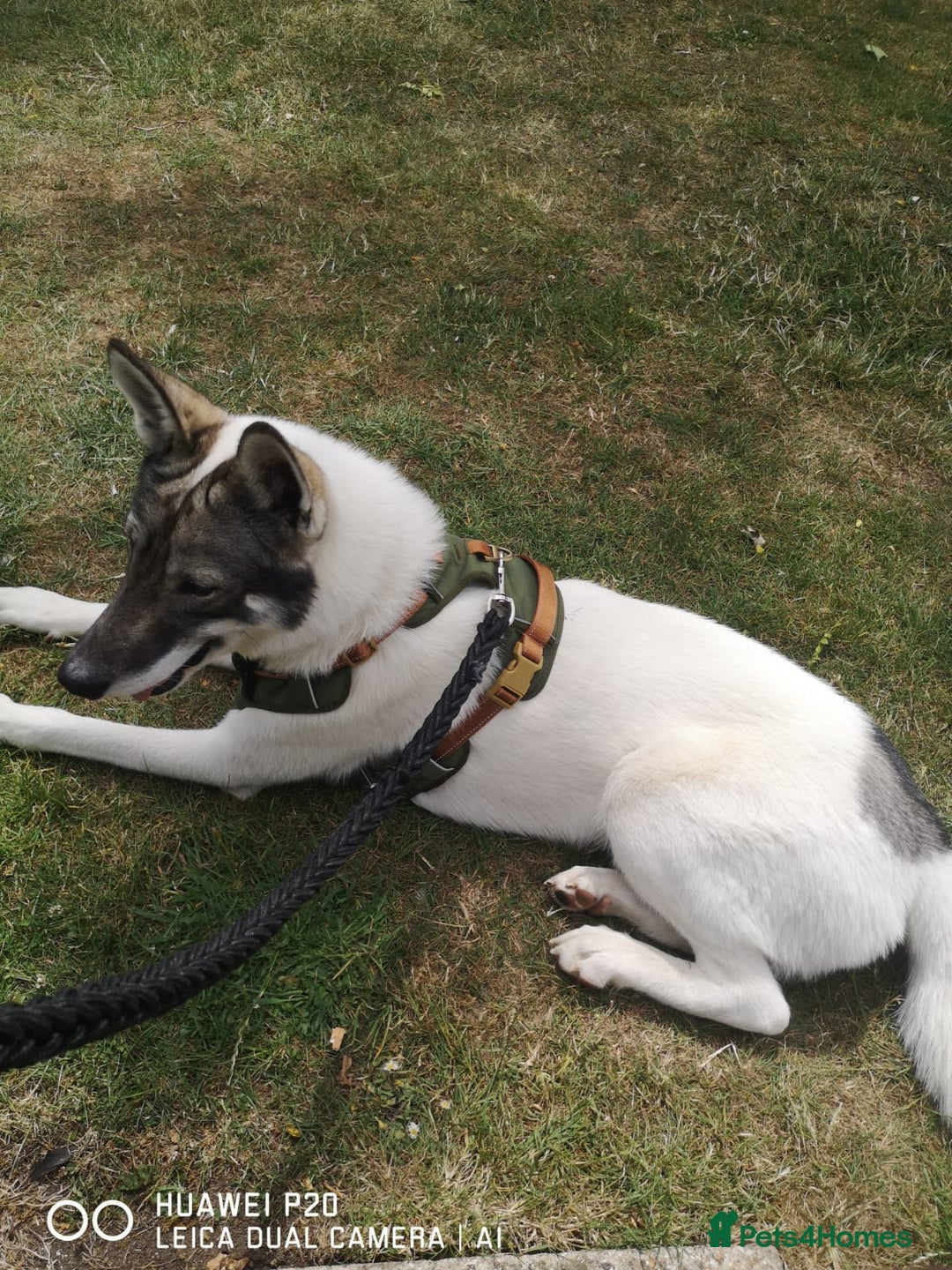 Siberian Husky dogs for sale: Our amazing Siberian Husky "Rocky" - Advert 4