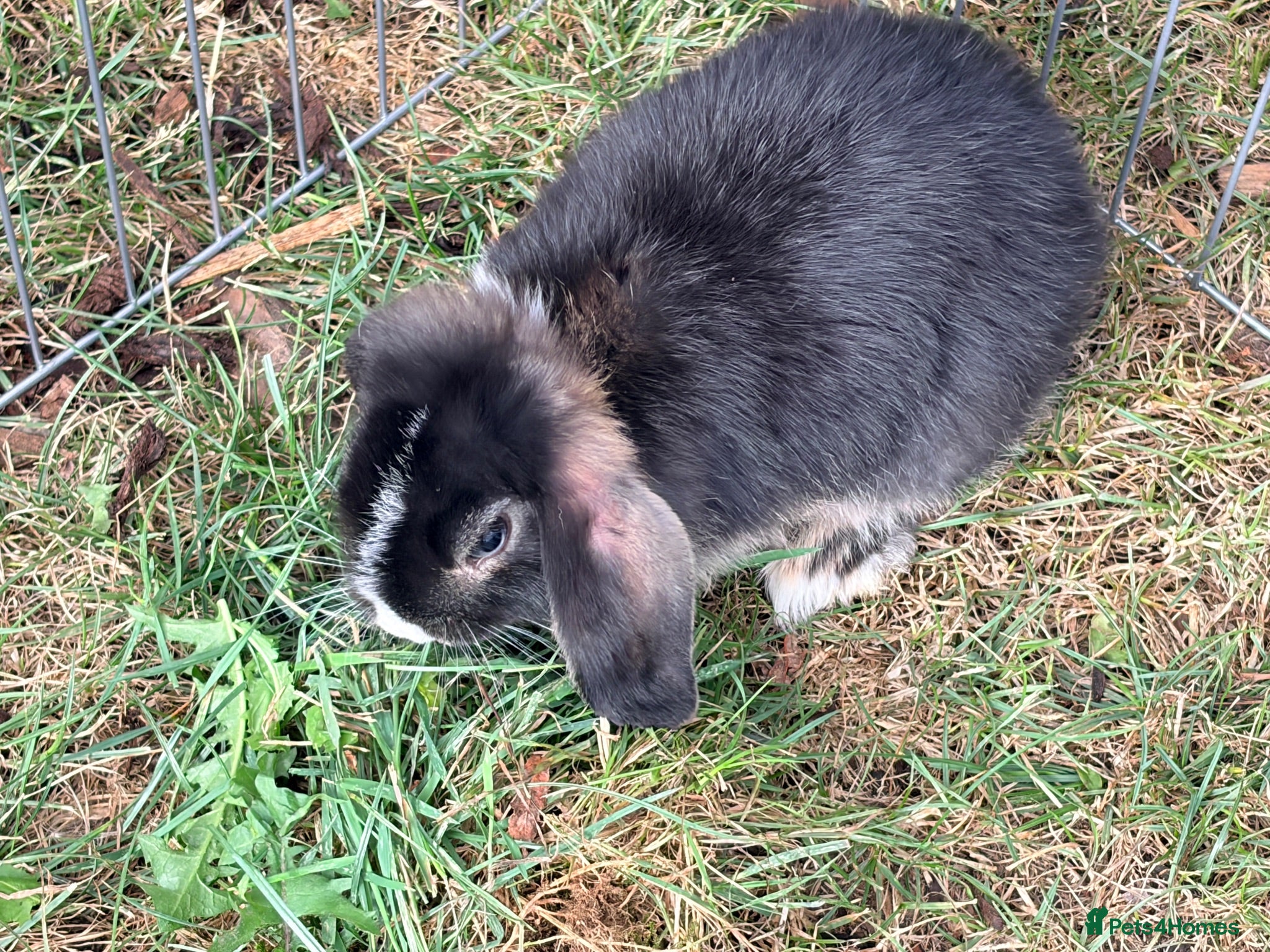Mixed Breed rabbits Two female lop bunnies  - Advert 5