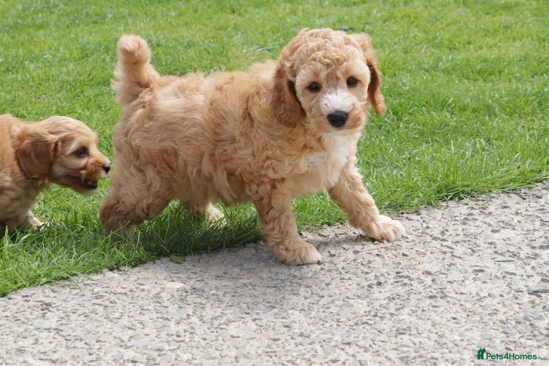 Cockapoo dogs for sale: Beautiful Cockapoo puppies for sale - Image 32