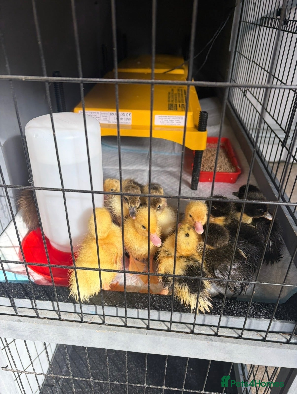 Ducks poultry Mixed Breed Ducklings  - Advert 1