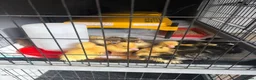 Ducks poultry for sale: Mixed Breed Ducklings  - Advert 1