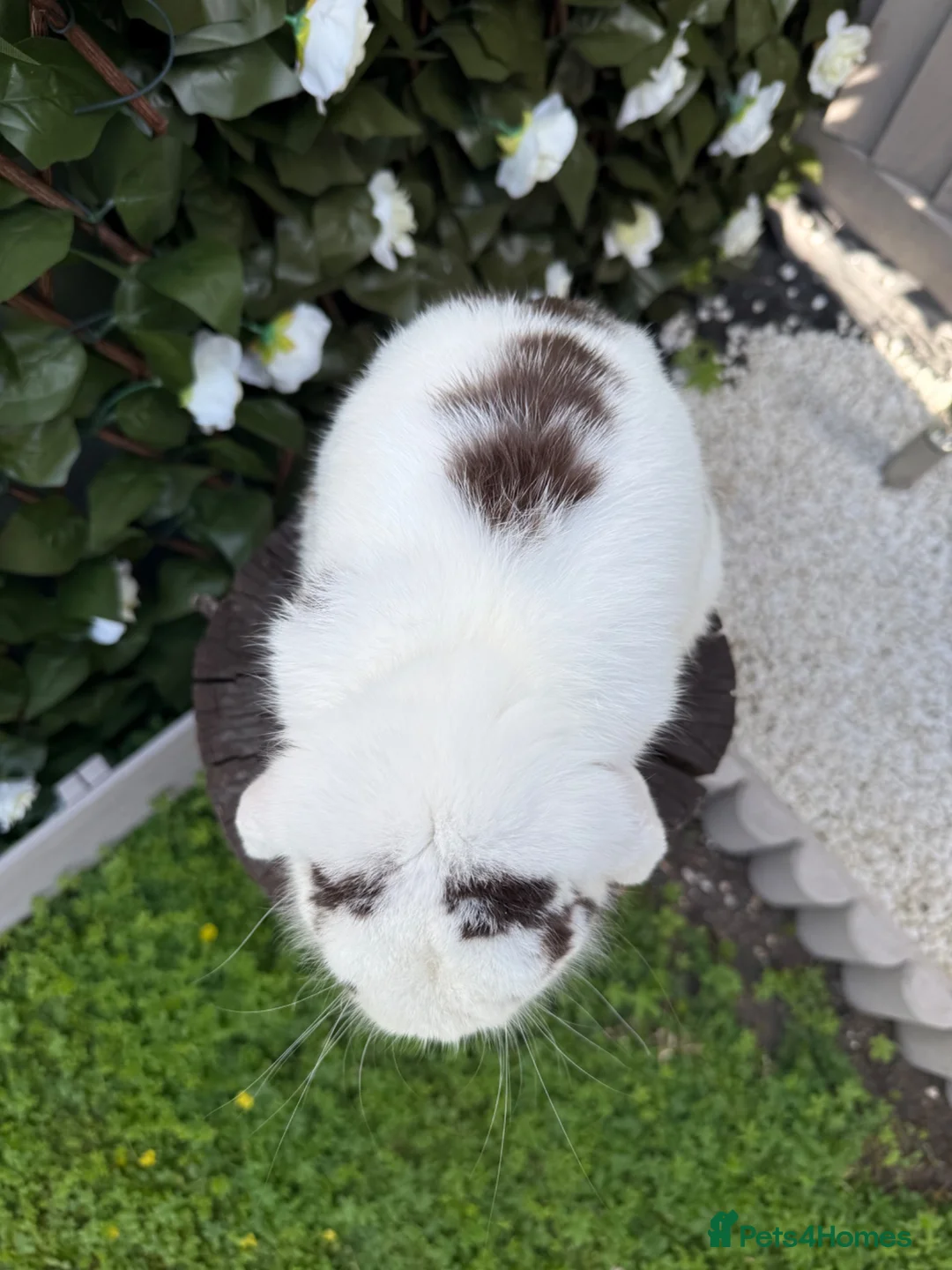 Mini Lop rabbits for sale: Male Mini Lop - Advert 6