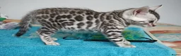 Bengal cats for sale: Superb Quality Bengal Kittens - Advert 18