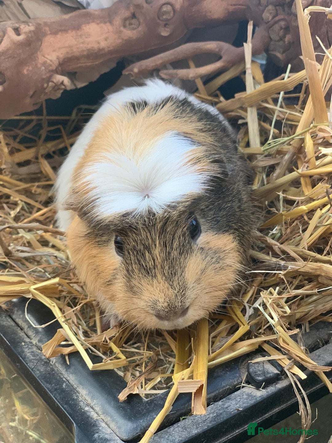 Guinea Pig rodents for sale: Selection of guinea pigs  - Advert 4