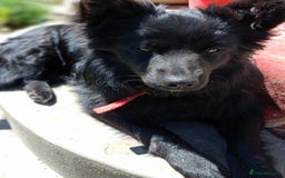 Mixed Breed dogs for adoption: 💖🐶 LILU JET 🐶💖 - Image 15