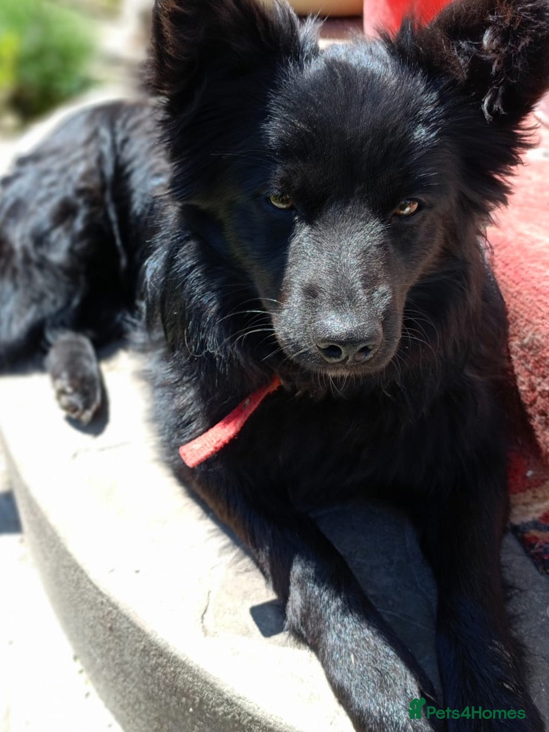 Mixed Breed dogs for adoption: 💖🐶 LILU JET 🐶💖 - Image 15