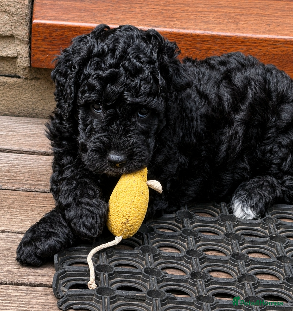 Double Doodle dogs AUSTRALIAN LABRADOODLE - LAST GIRL AVAILABLE - Advert 1