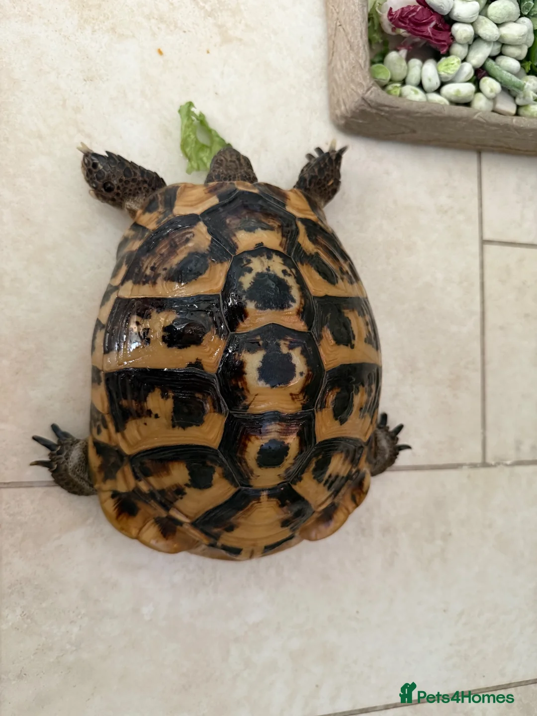 Tortoise reptiles for sale: For sale 10 year old female Hermann tortoise - Advert 2