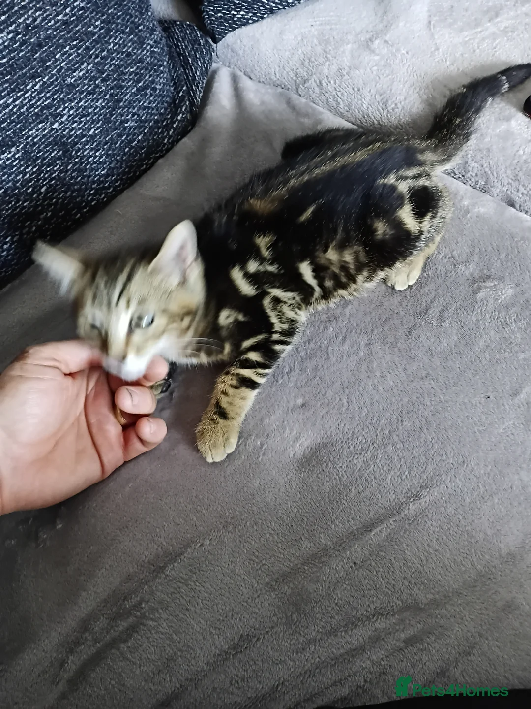 Bengal cats for sale: Bengal kittens looking for new family  - Advert 2