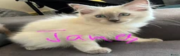 Ragdoll cats for sale: Pure ragdoll kittens for sale London - Advert 11