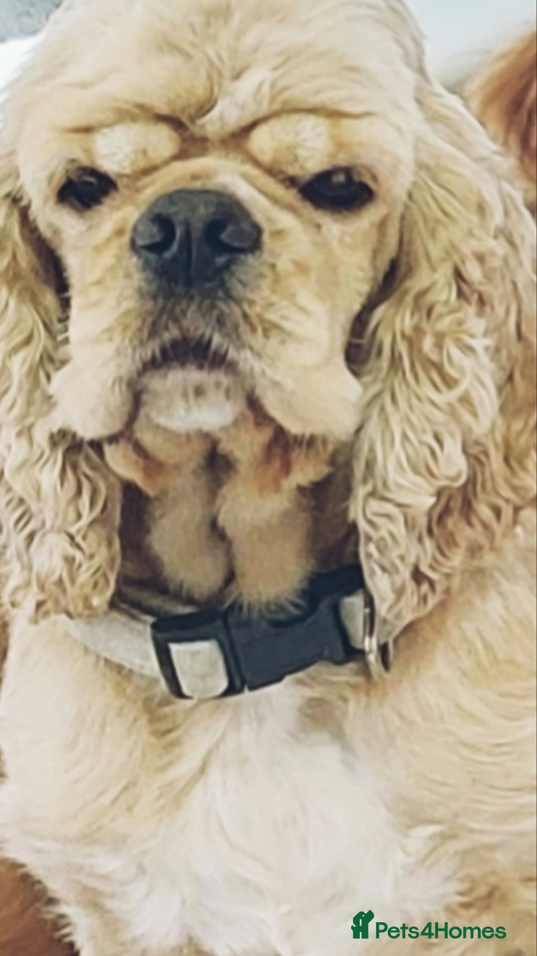 American Cocker Spaniel dogs for sale: Kc reg buff girl - Advert 2