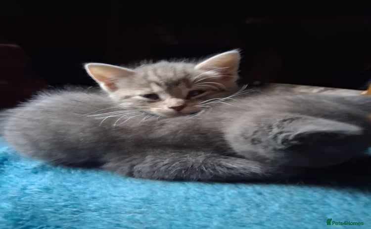 Mixed Breed cats - Advert 4