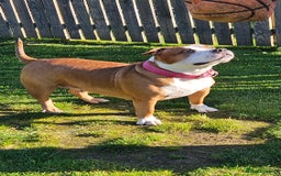 American Bully dogs for sale: 19 month old female pocket bully - Image 2