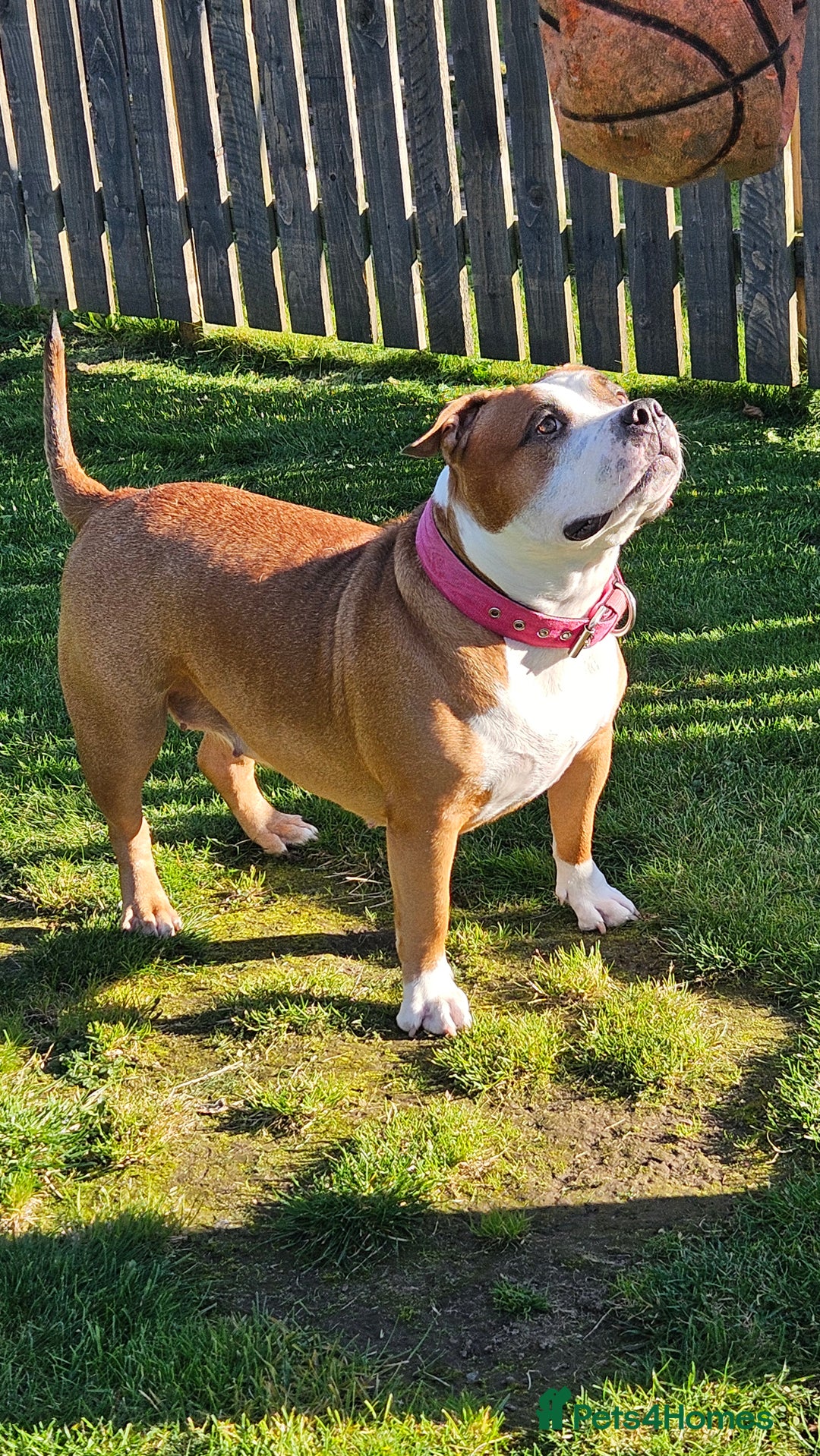 American Bully dogs for sale: 19 month old female pocket bully - Image 2