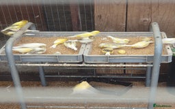 Canaries birds for sale: Canaries - Image 2