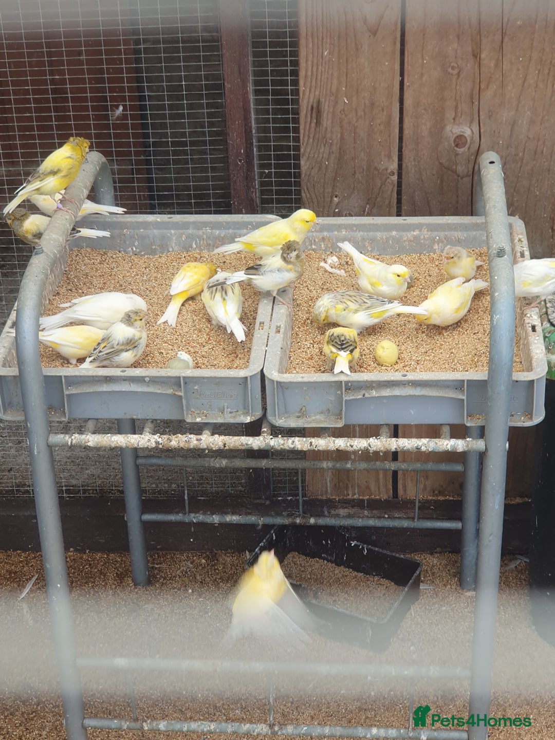 Canaries birds for sale: Canaries - Image 2
