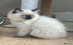 Ragdoll cats for sale: Pure breed ragdolls - Image 2