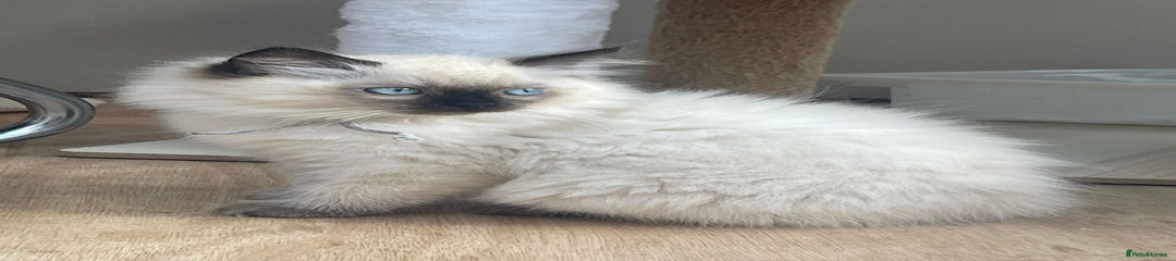 Ragdoll Kitten 1