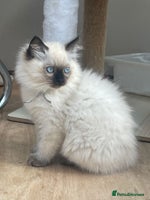 Ragdoll cats - Advert 3