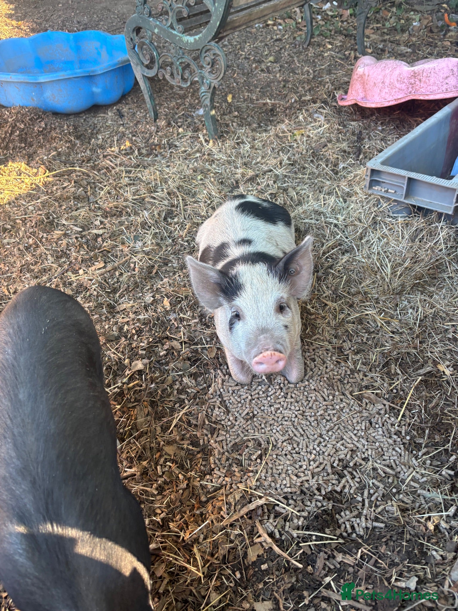 Pig livestock Pepper and George  - Advert 13