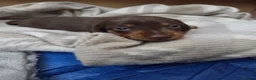 Miniature Dachshund dogs for sale: 2 Choc and Tan female Miniature Dauschunds KC Reg - Advert 9