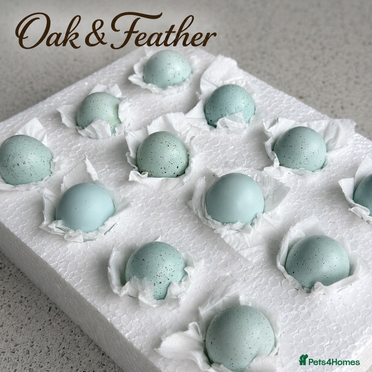 Quail poultry Pure Breed Celadon Quail Chicks | Blue Egg Layers - Advert 2