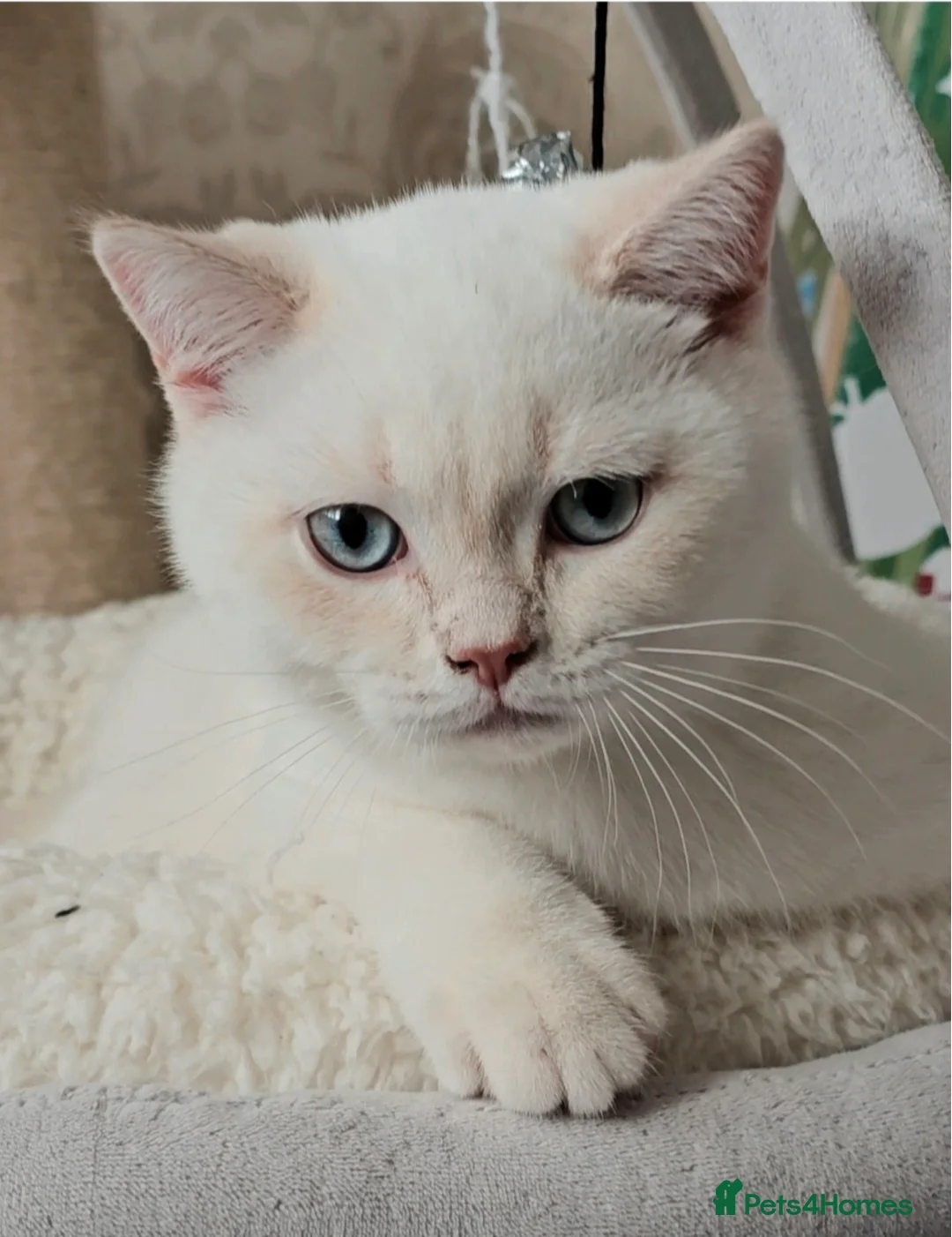 British Shorthair cats for sale: GCCF reg, Stunning Colourpoint Kittens - Advert 2