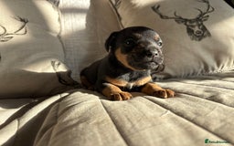 Mixed Breed dogs for sale: Male puppy - Image 5