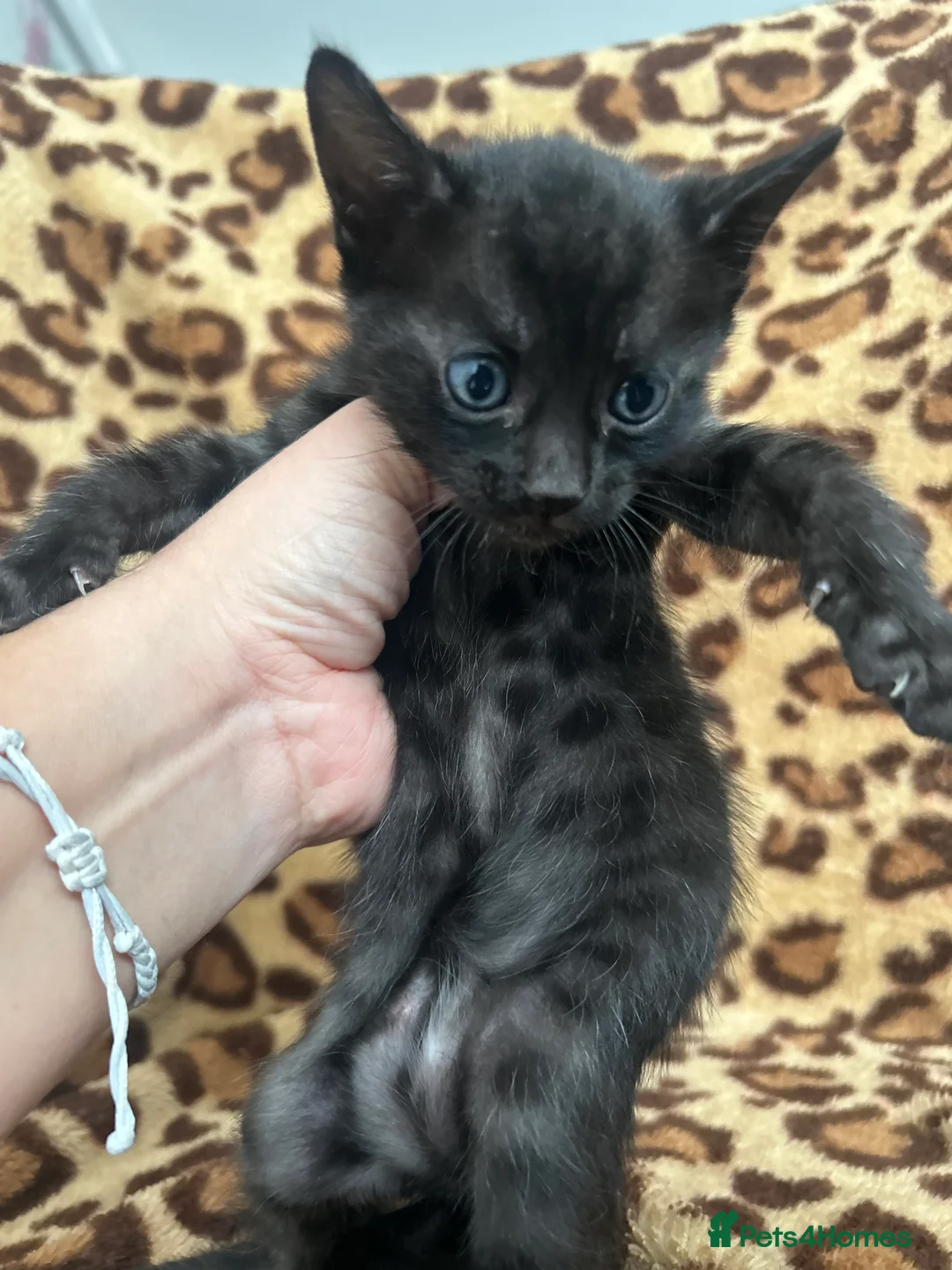 Bengal cats for sale: Beautiful Litter of Bengal Kittens - TICA Reg - Advert 13