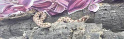 Snake reptiles for sale: Baby Western Hognoses mixed sex and morphs £100ea - Advert 18