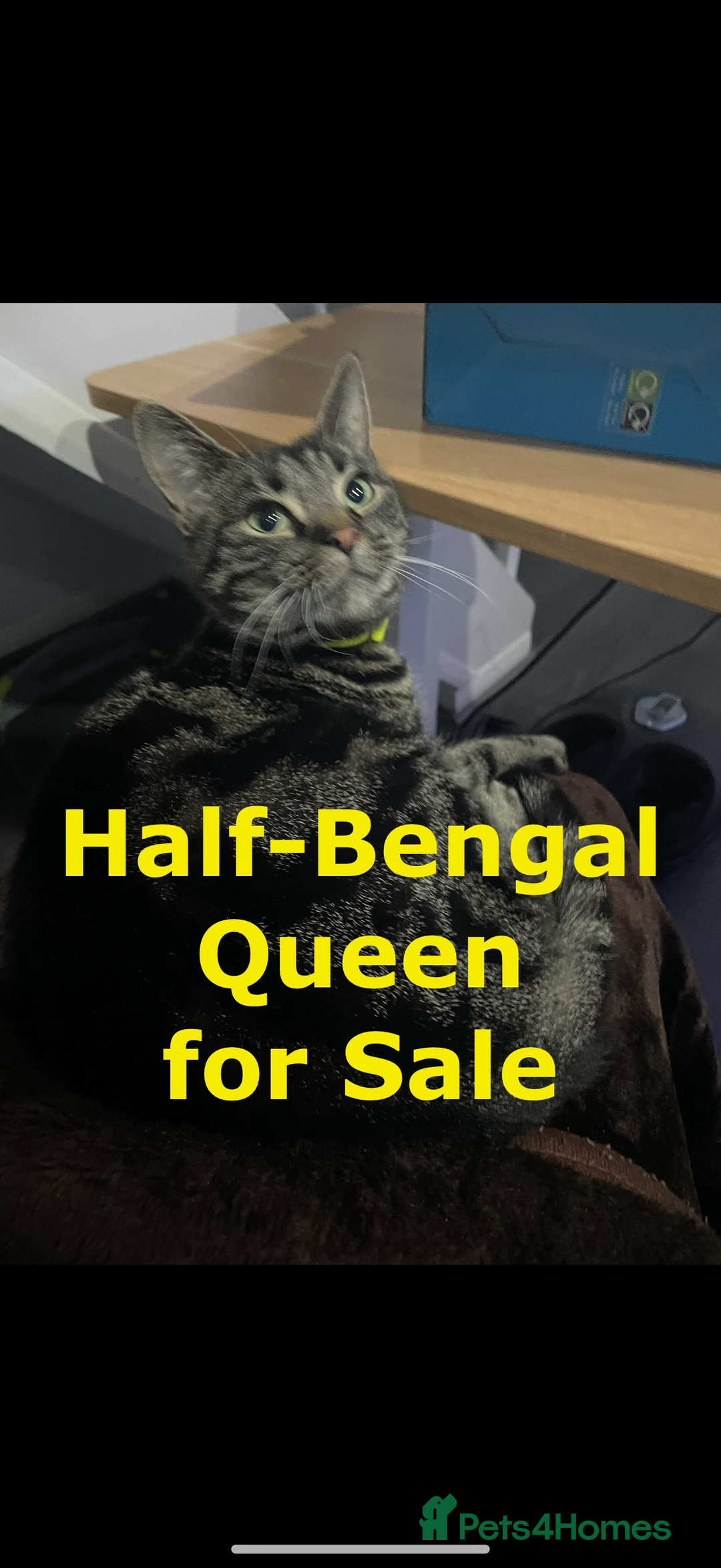 British Shorthair cats for sale: Cute playful fully vaccinated BSH ready to rehome - Advert 10