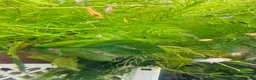Platies fish for sale: Beautiful small Platy, Guppy shrimps&Pleco-HobbyTK - Advert 28