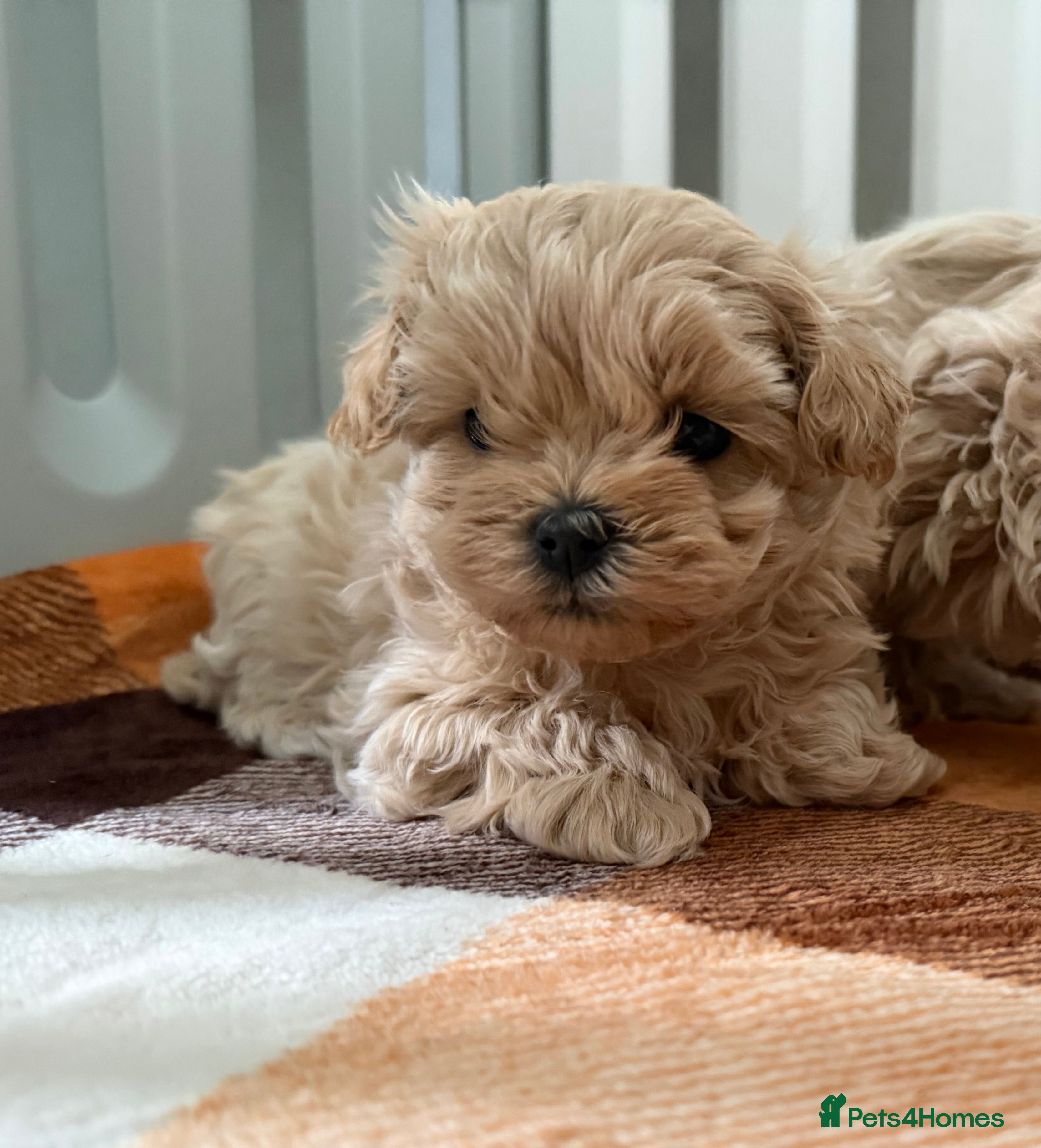 Maltipoo dogs Small Maltipoo puppy’s - Advert 1