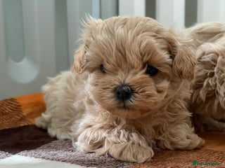 Maltipoo dogs Small Maltipoo puppy’s - Advert 1