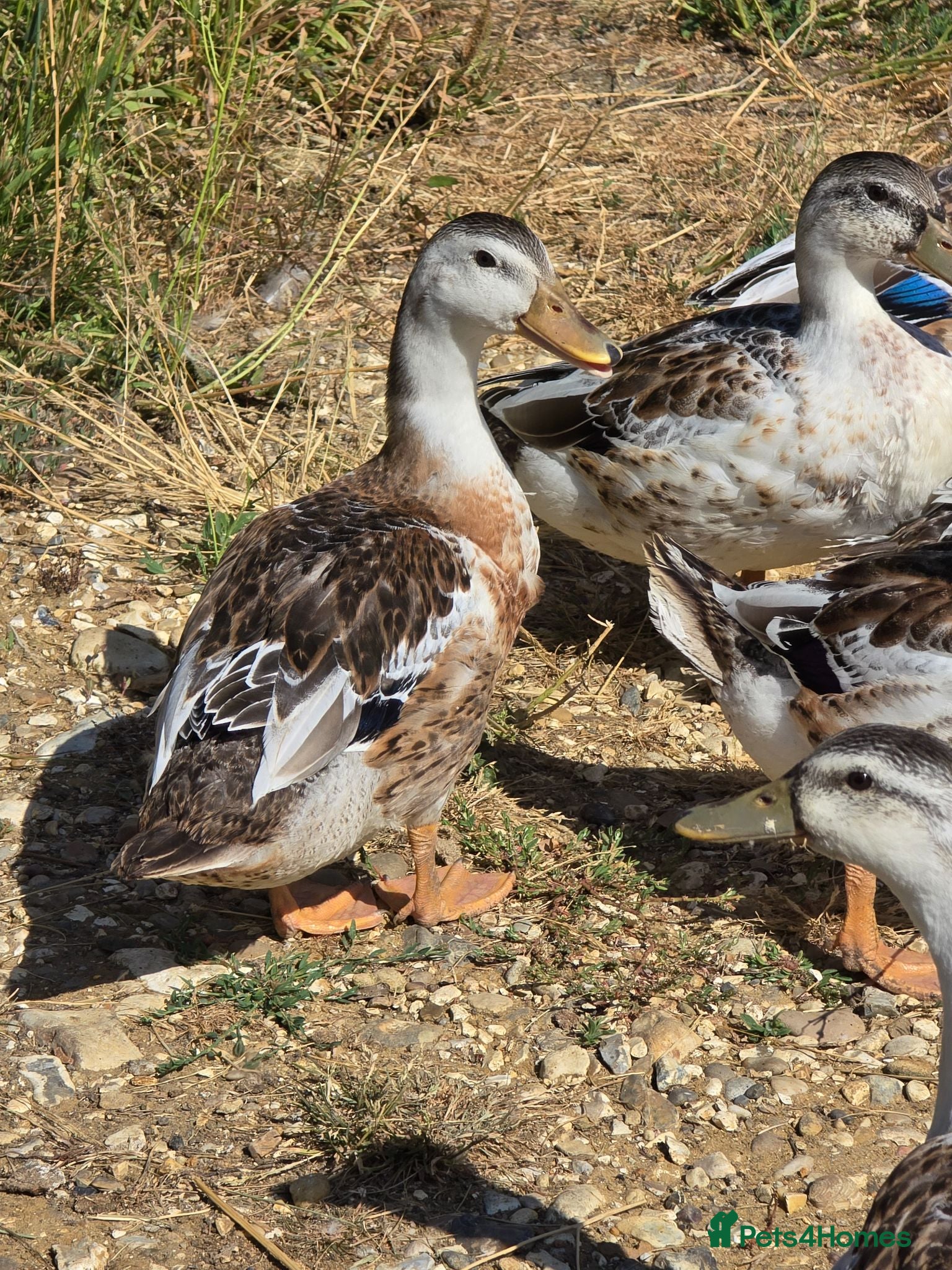 Ducks poultry Miniature Silver Appleyard growers  - Advert 6