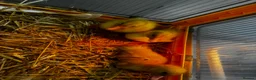 Mixed Breed birds for sale: Muscovy and cherry valley ducks  - Advert 4