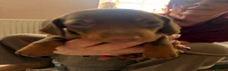 Dachshund dogs for sale: Stunning Dachshunds puppies.  in Leek - Advert 4